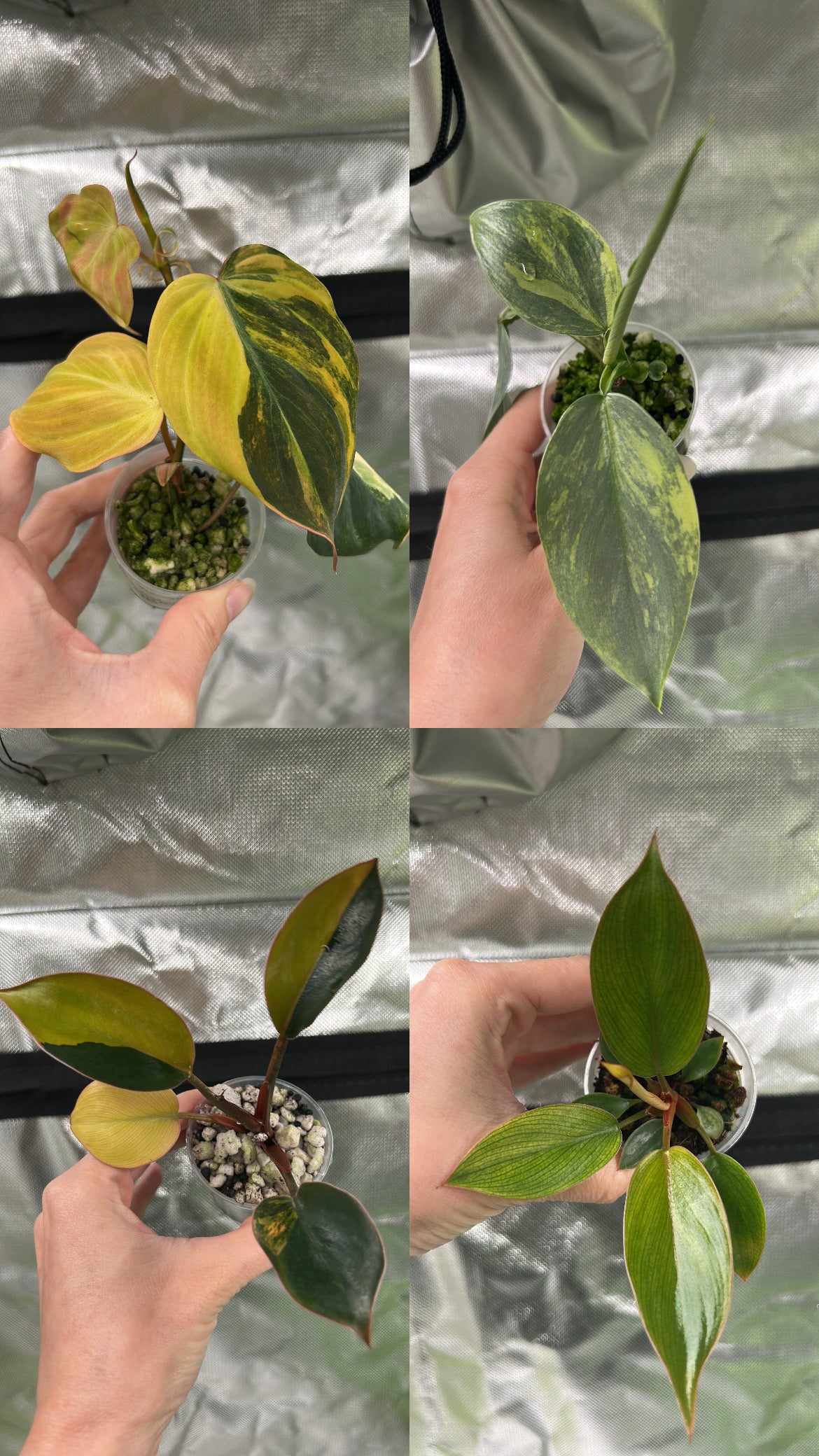 Philodendron Mystery Bundle Deals