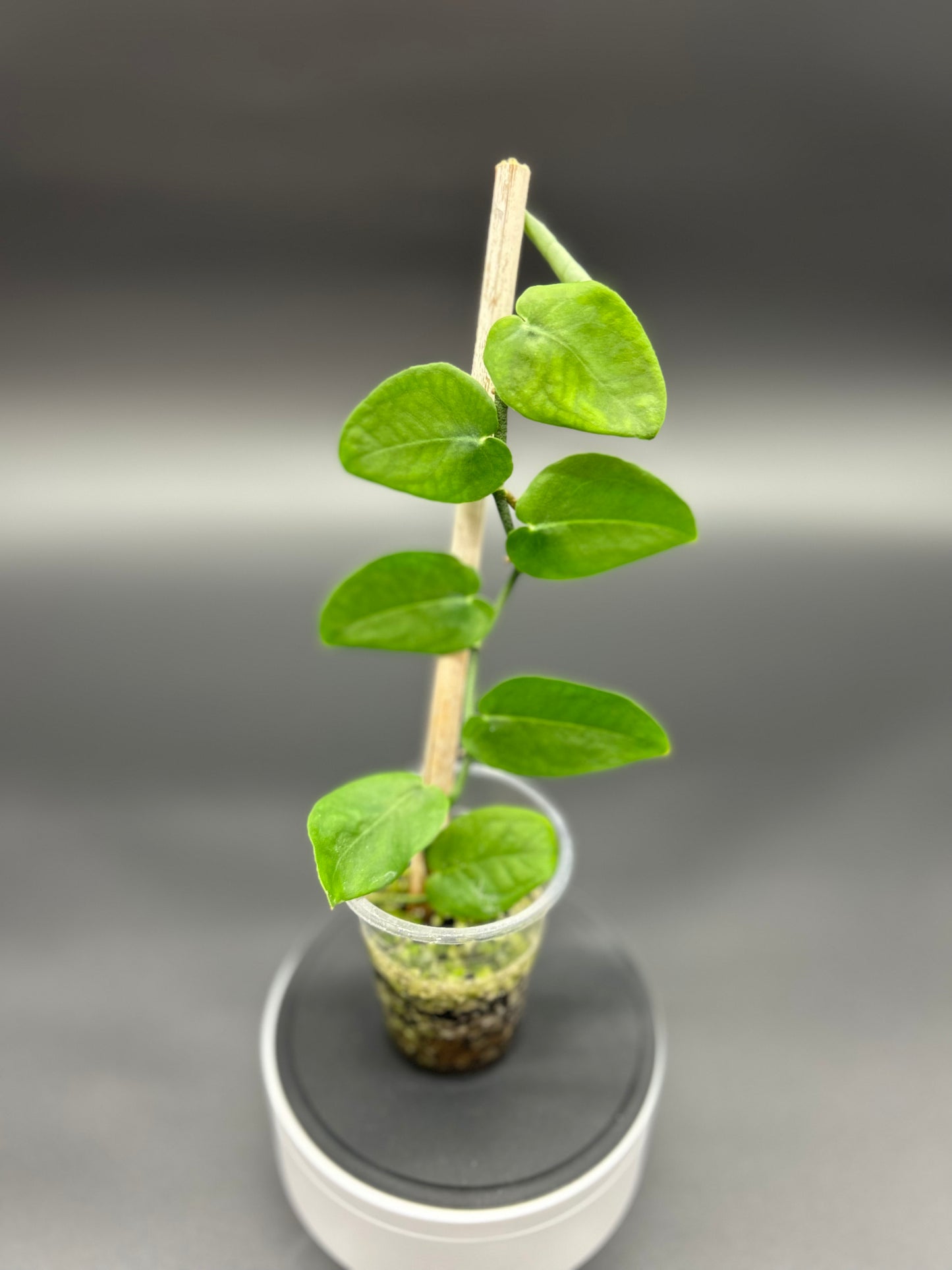 Monstera Punctulata House Plant Rooted