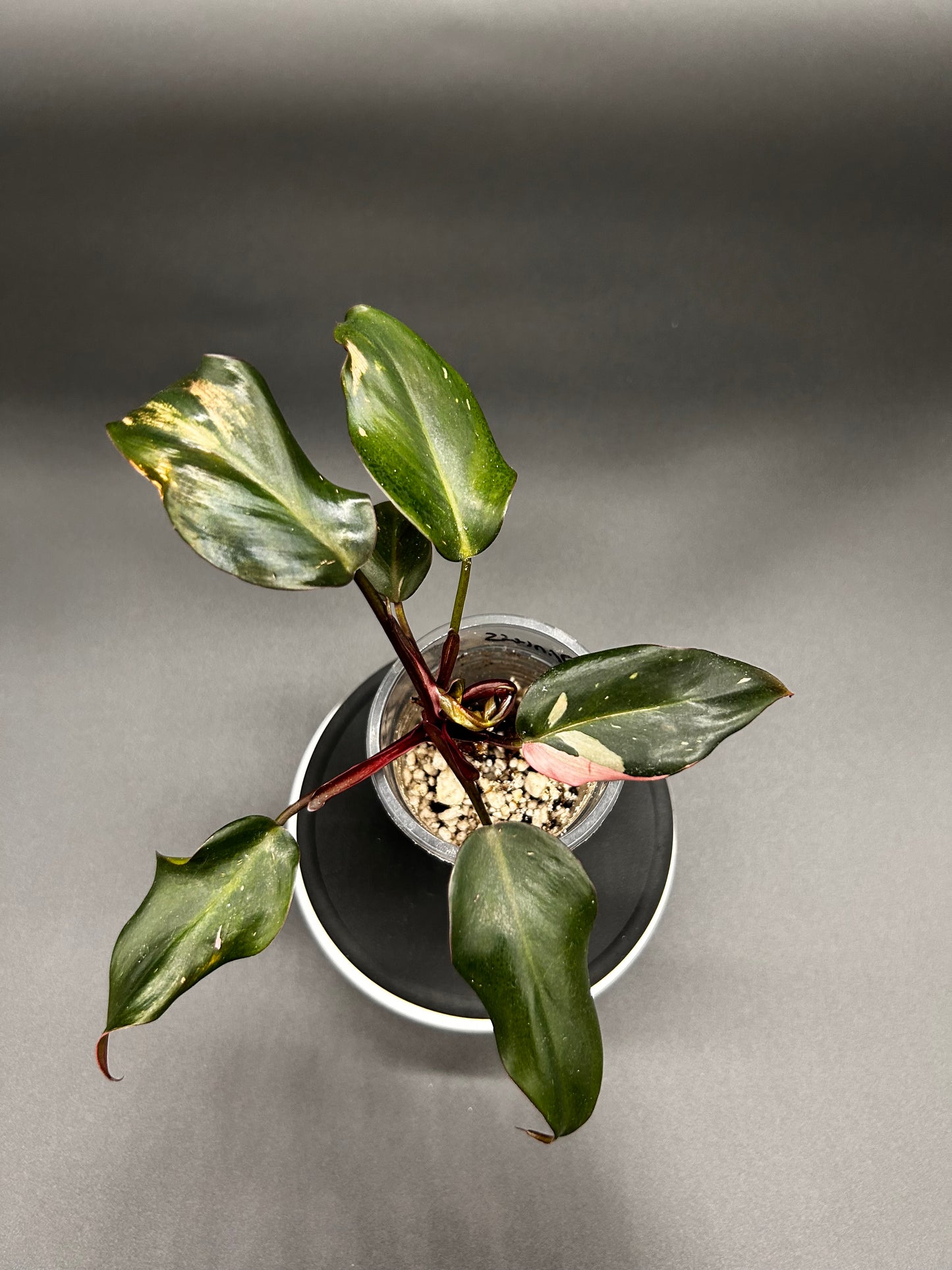 Philodendron Pink Princess Rooted Plant