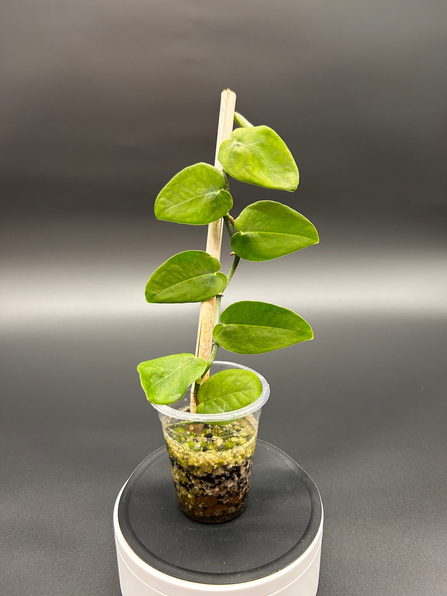 Monstera Punctulata House Plant Rooted