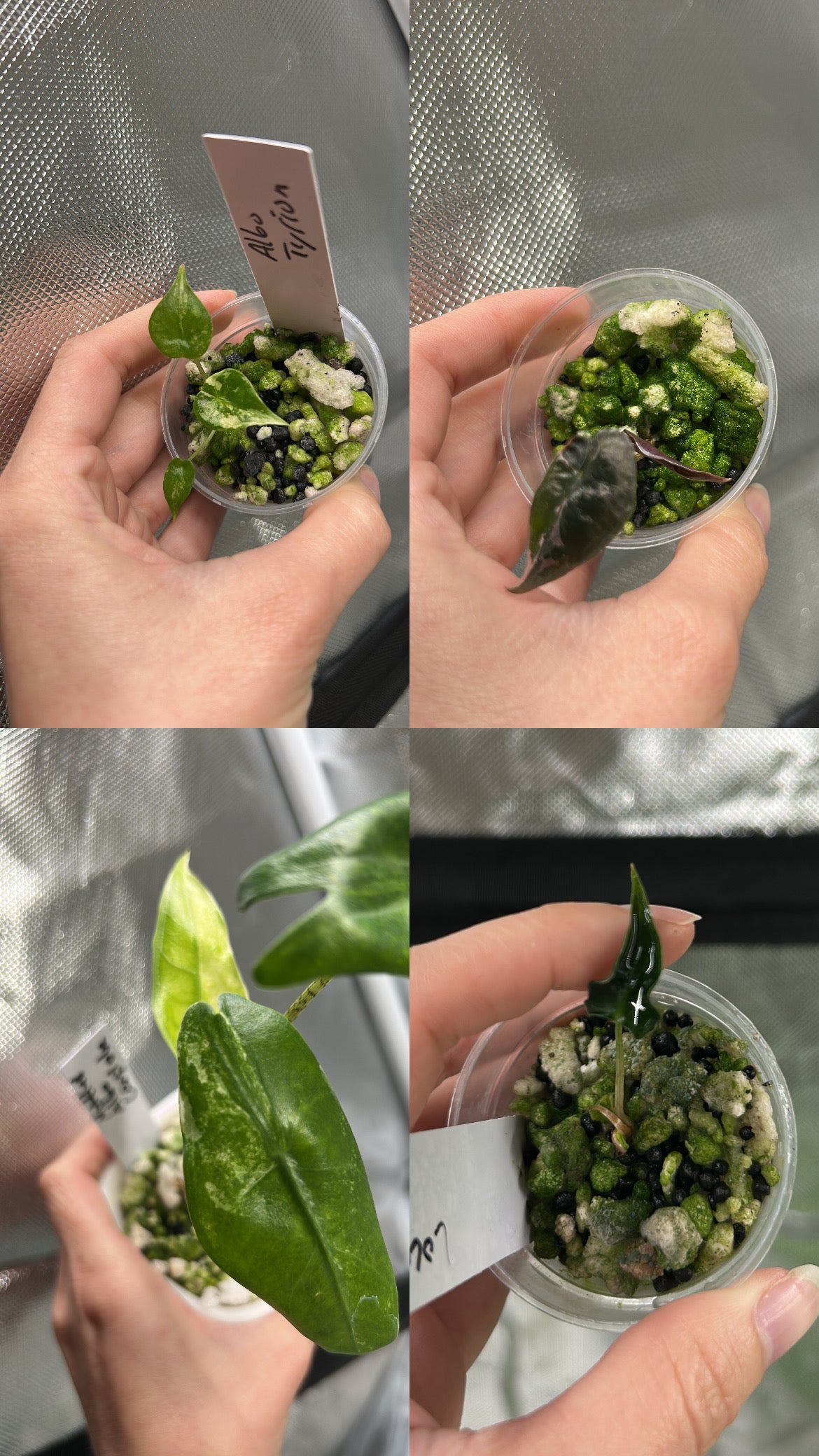 Alocasia Mystery Bundle Deals