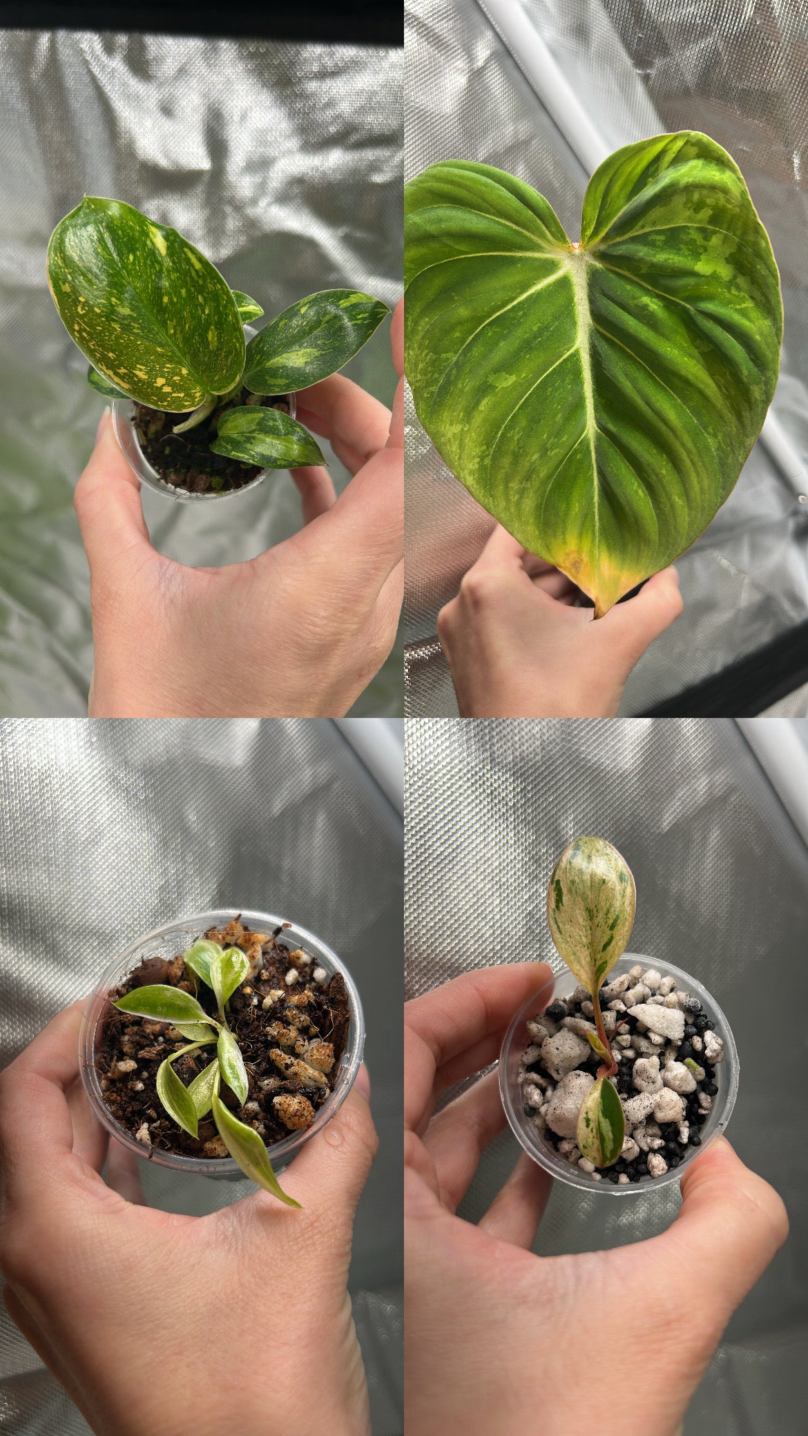 Philodendron Mystery Bundle Deals