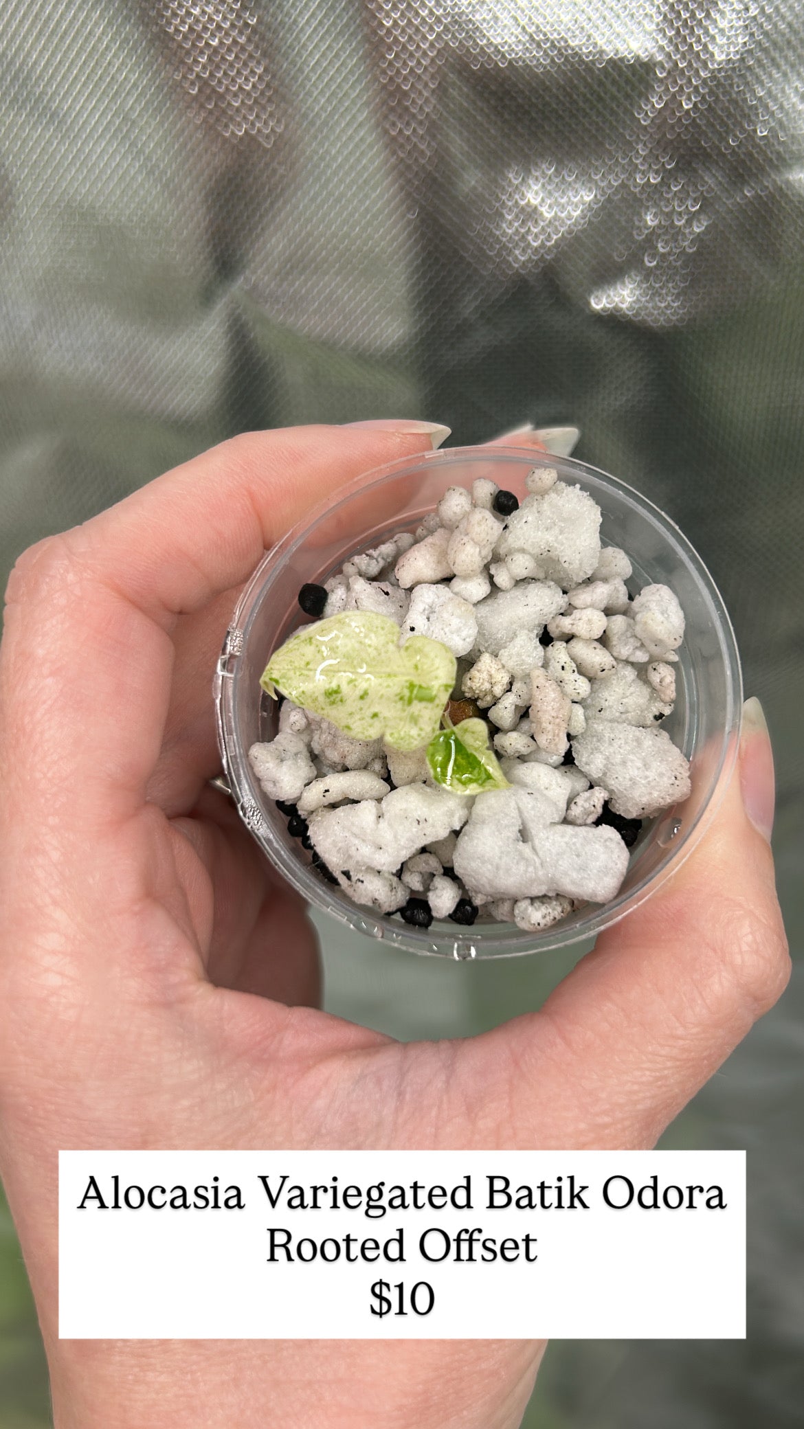 Custom Listing - Lacy McGehee