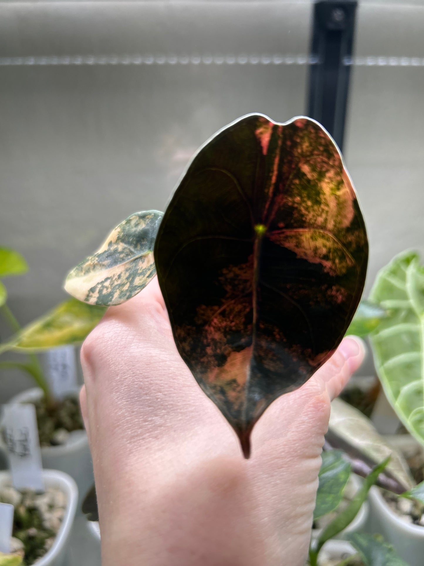 Custom Listing - Emily Gerson