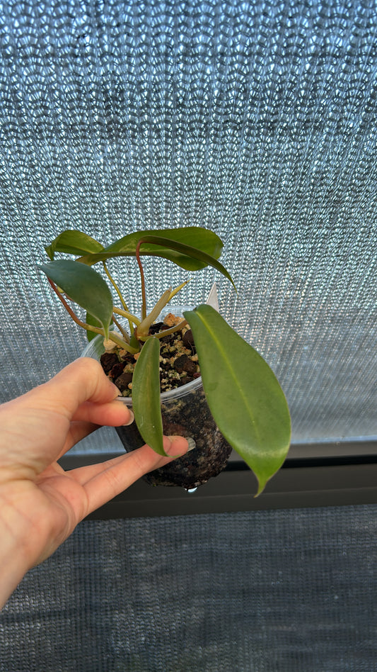 Philodendron “Growers Choice” Joepii Rooted Size #3