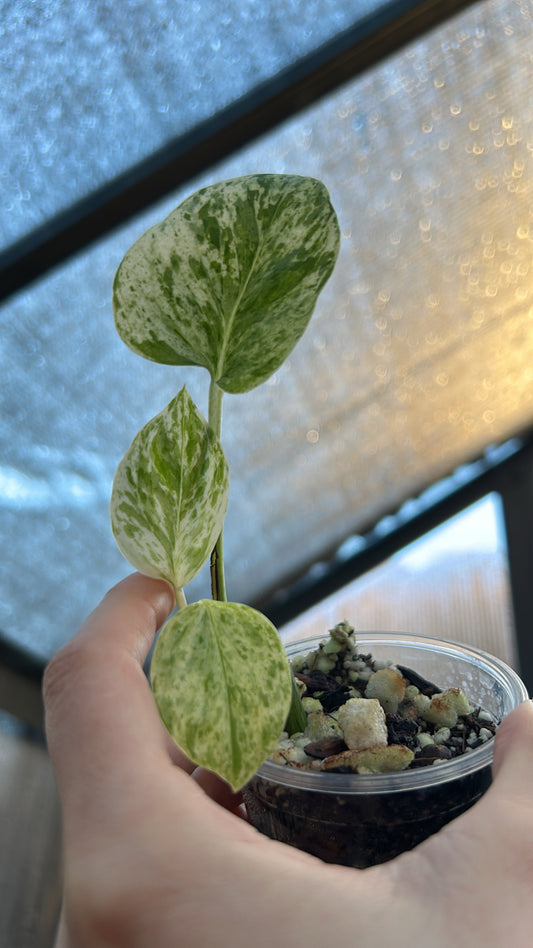 Epipremnum Snow Queen Pothos “Growers Choice” Rooted Plant