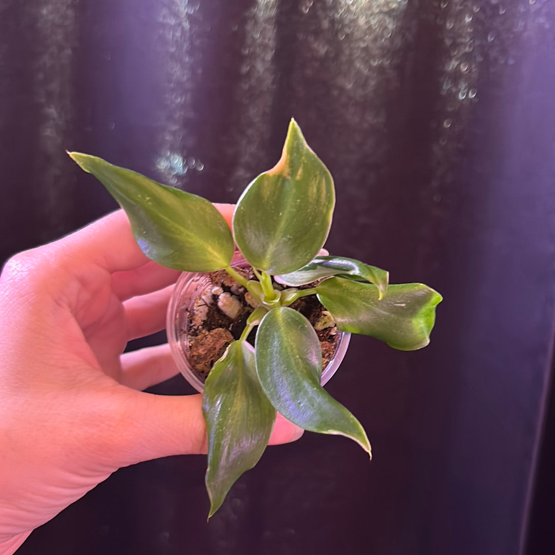 Philodendron White Wizard Variegated Rooted