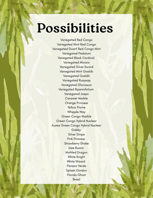 Philodendron Mystery Bundle Deals