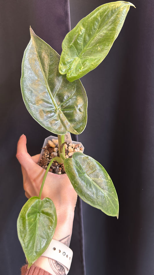 Alocasia Variegated Pink Splash Wentii Rooted Plant #2 Momma Plant