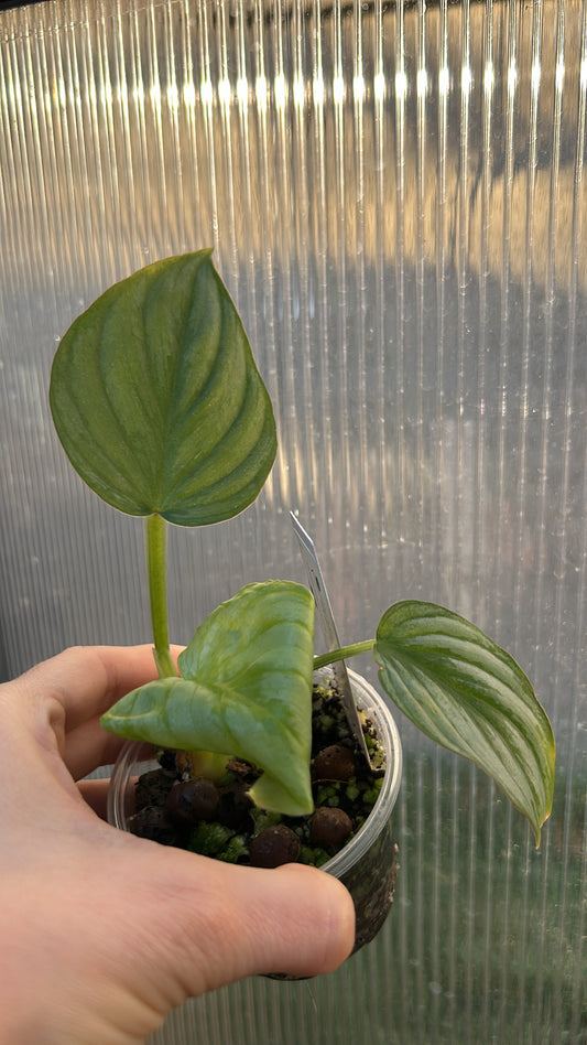 Philodendron Silver Cloud Mamei Rooted Plant