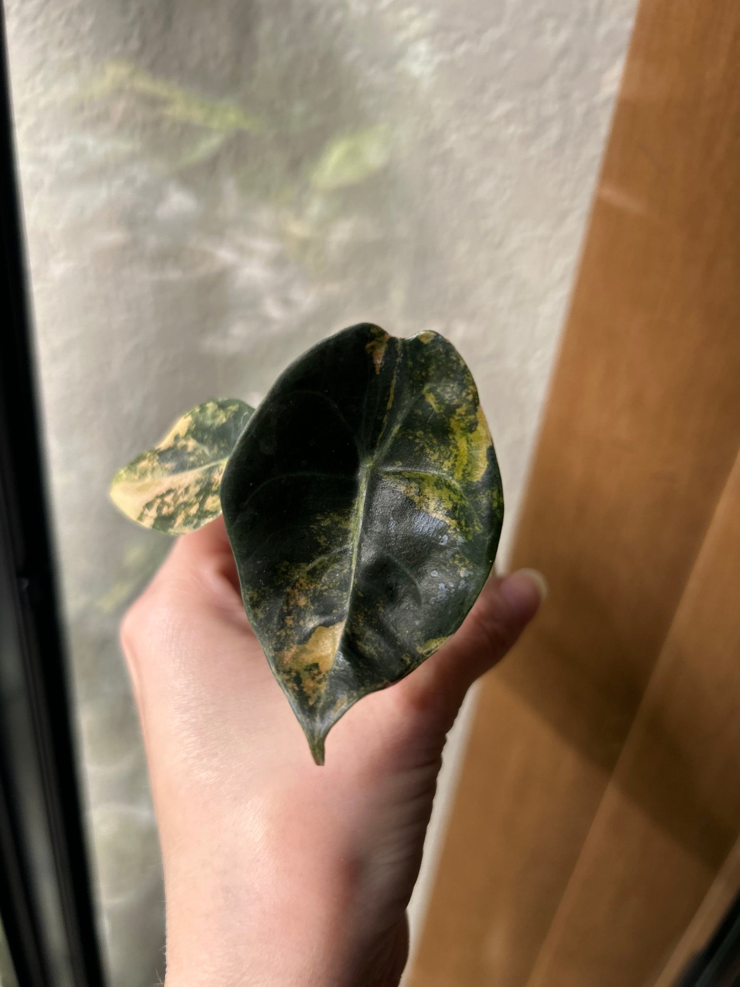 Custom Listing - Emily Gerson