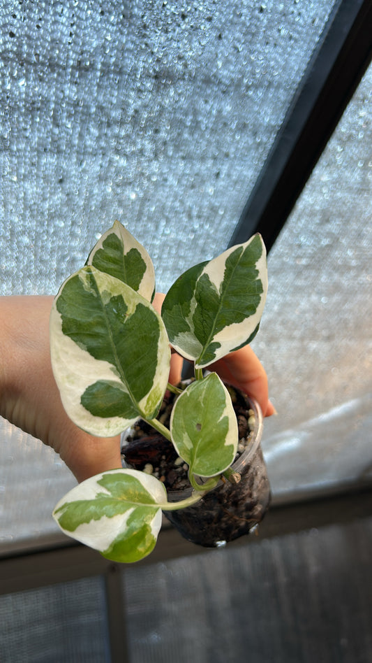 Epipremnum Pearls and Jade Pothos “Growers Choice” Rooted Plant