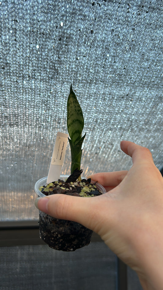 Sansevieria Zeylanica “Growers Choice” Rooted Pup Snake Plant