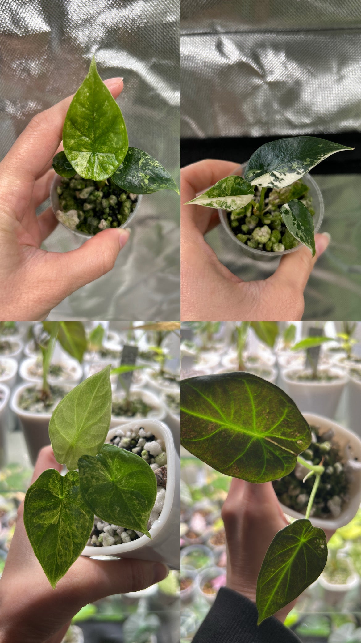 Mixed Mystery Bundle Deals