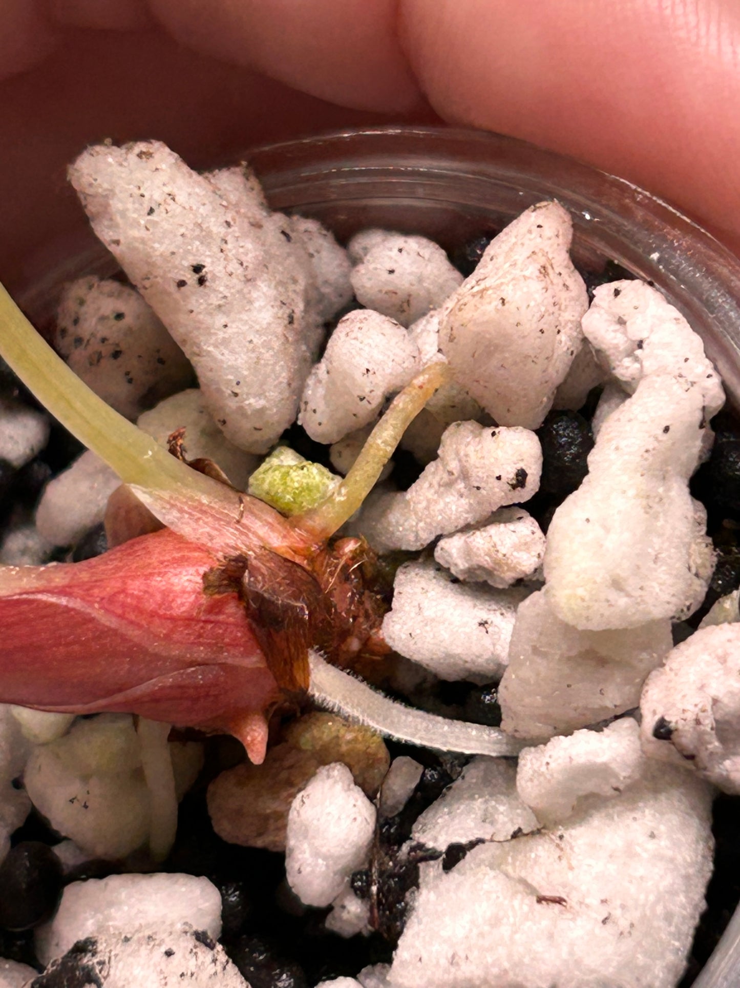 Custom Listing - Emily Gerson