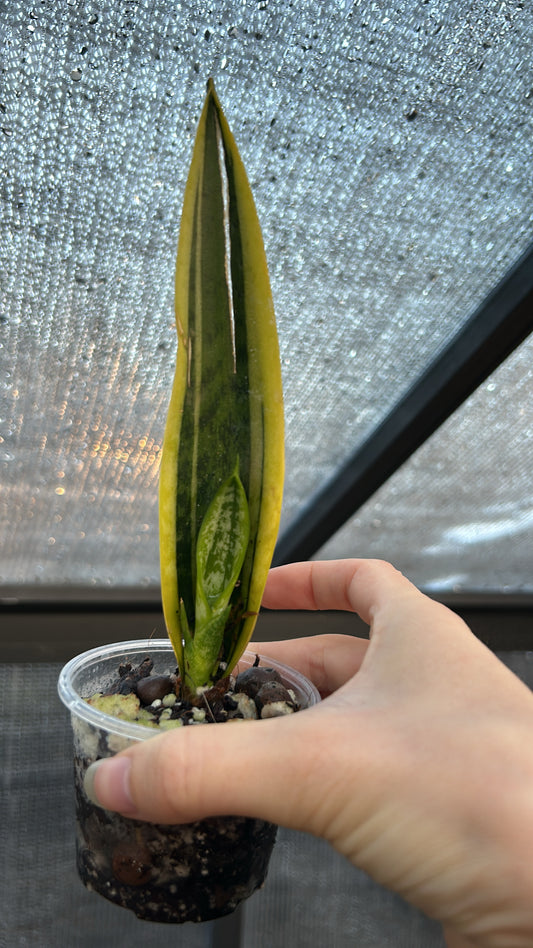 Sansevieria Laurenii Rooted Snake Plant