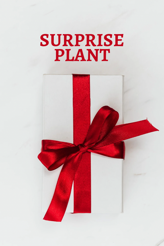 Surprise Rooted Plant - Great for Gifting