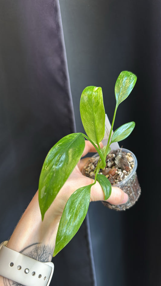 Epipremnum Giganteum Variegated Rooted Plant