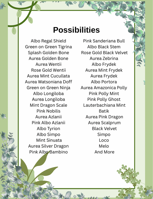 Alocasia Mystery Bundle Deals