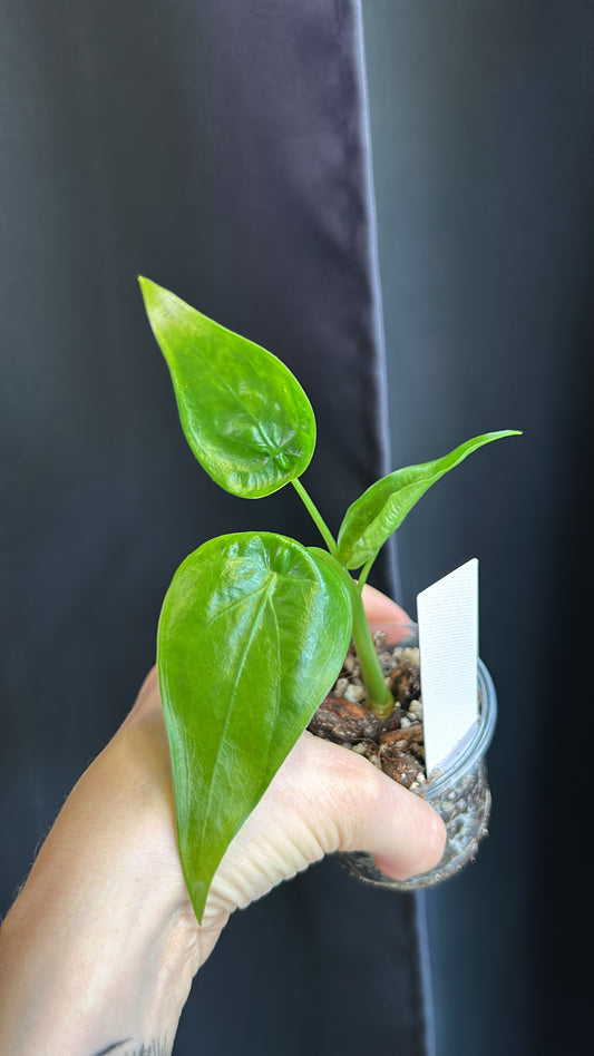 Alocasia Variegated Aurea Mint Cucullata Rooted Plant