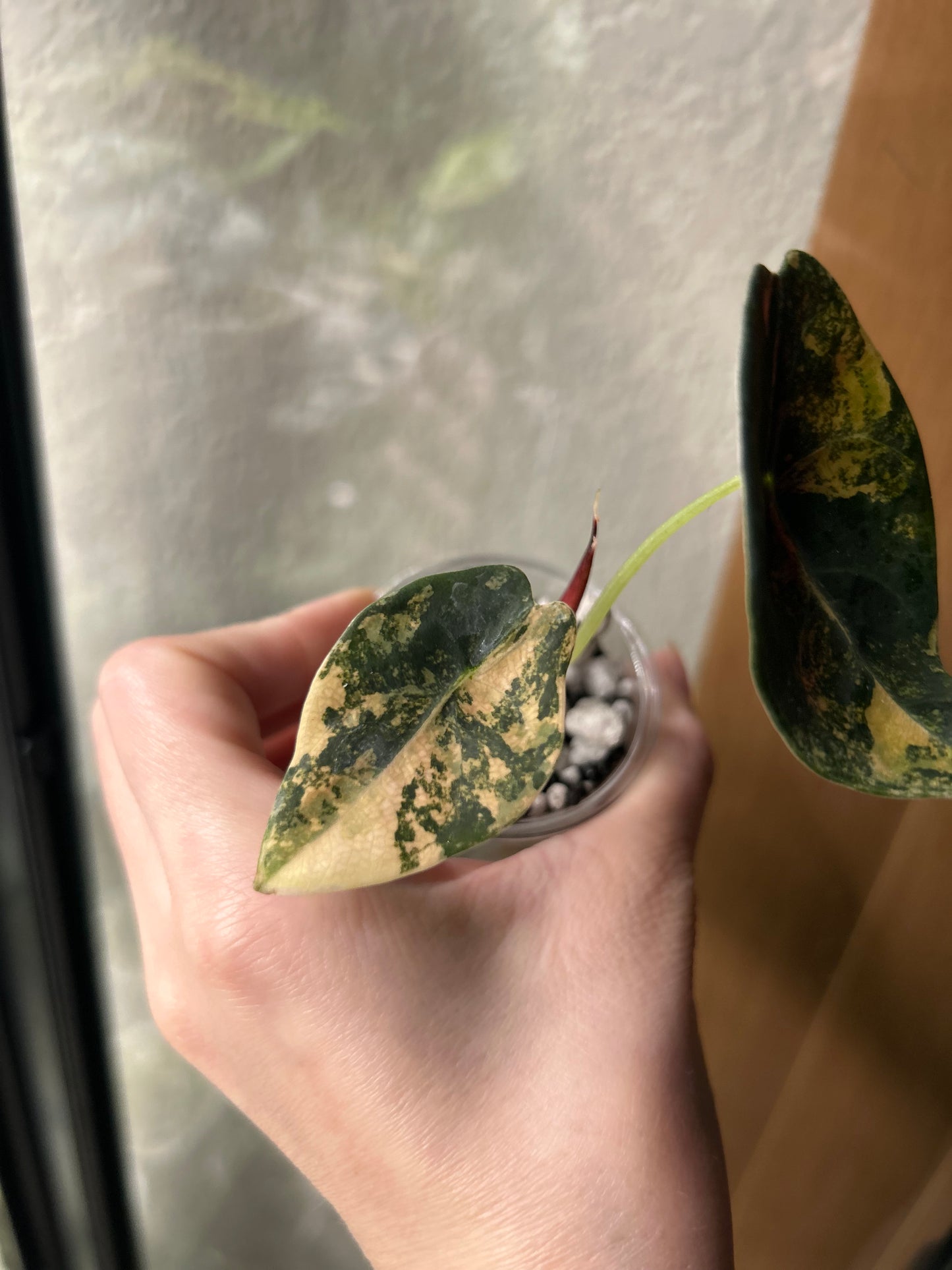 Custom Listing - Emily Gerson