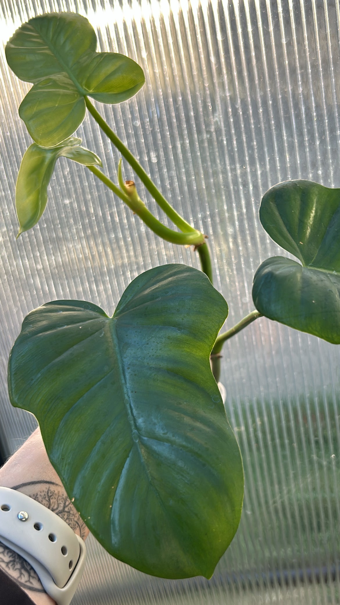 Philodendron “Growers Choice” Bipennifolium Rooted Plant Size #2