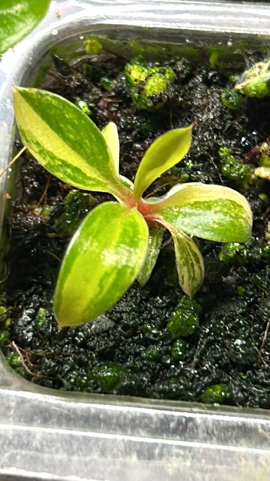 Philodendron “Growers Choice” Variegated Red Congo Rooted Plant