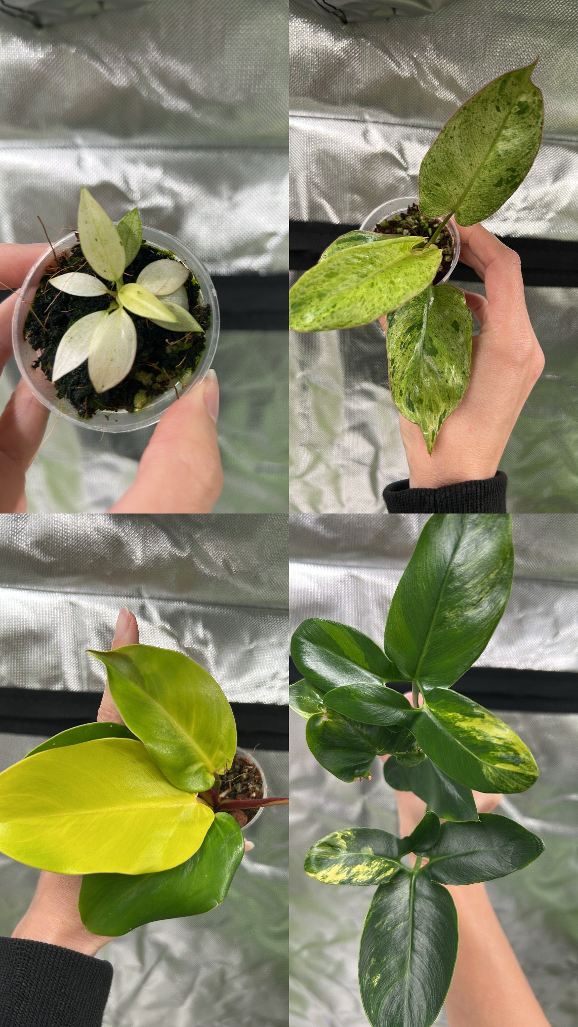 Philodendron Mystery Bundle Deals