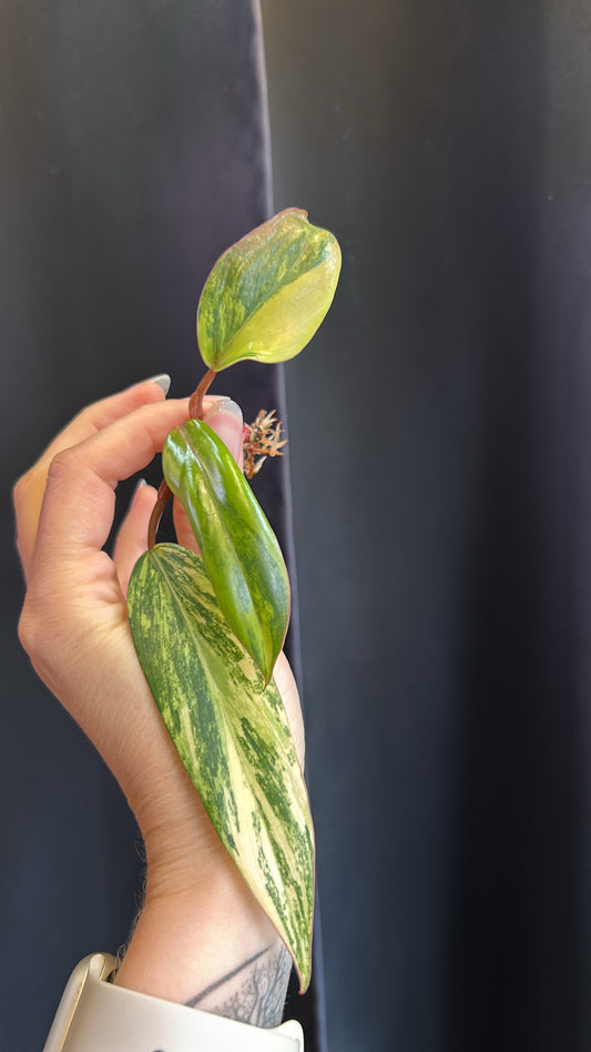 Philodendron Variegated Strawberry Shake Rooted Top Cut