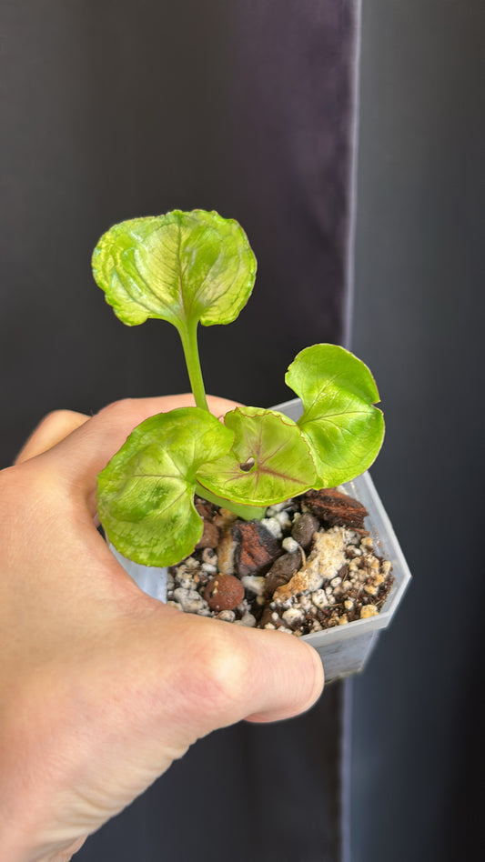 Syngonium Orm Thong Rooted Plant