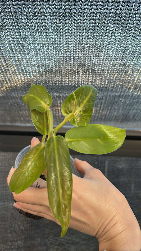 Philodendron “Growers Choice” Subhastatum Rooted Plant Size #2