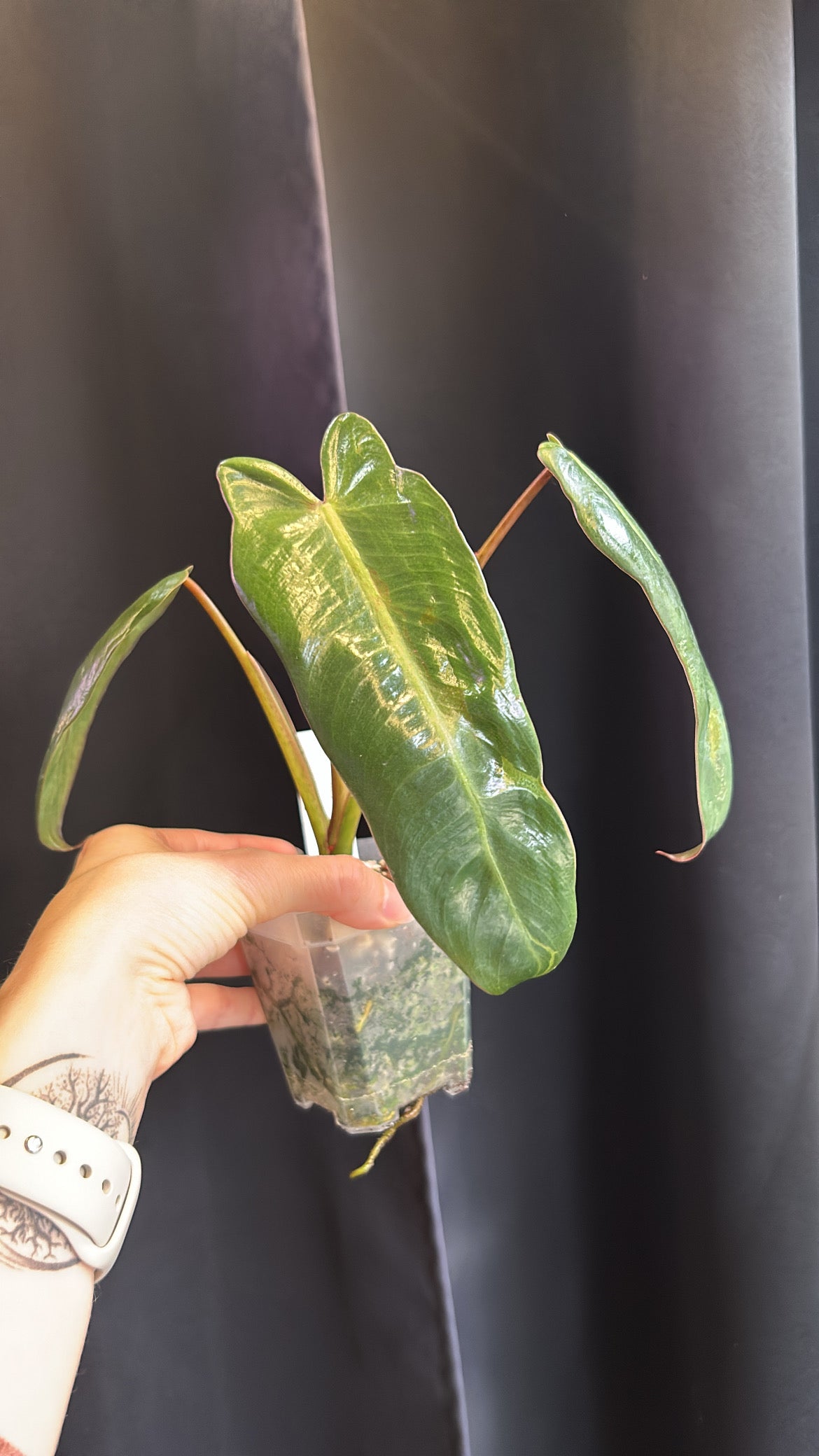 Philodendron Spiritus Sancti Rooted Plant Size #2