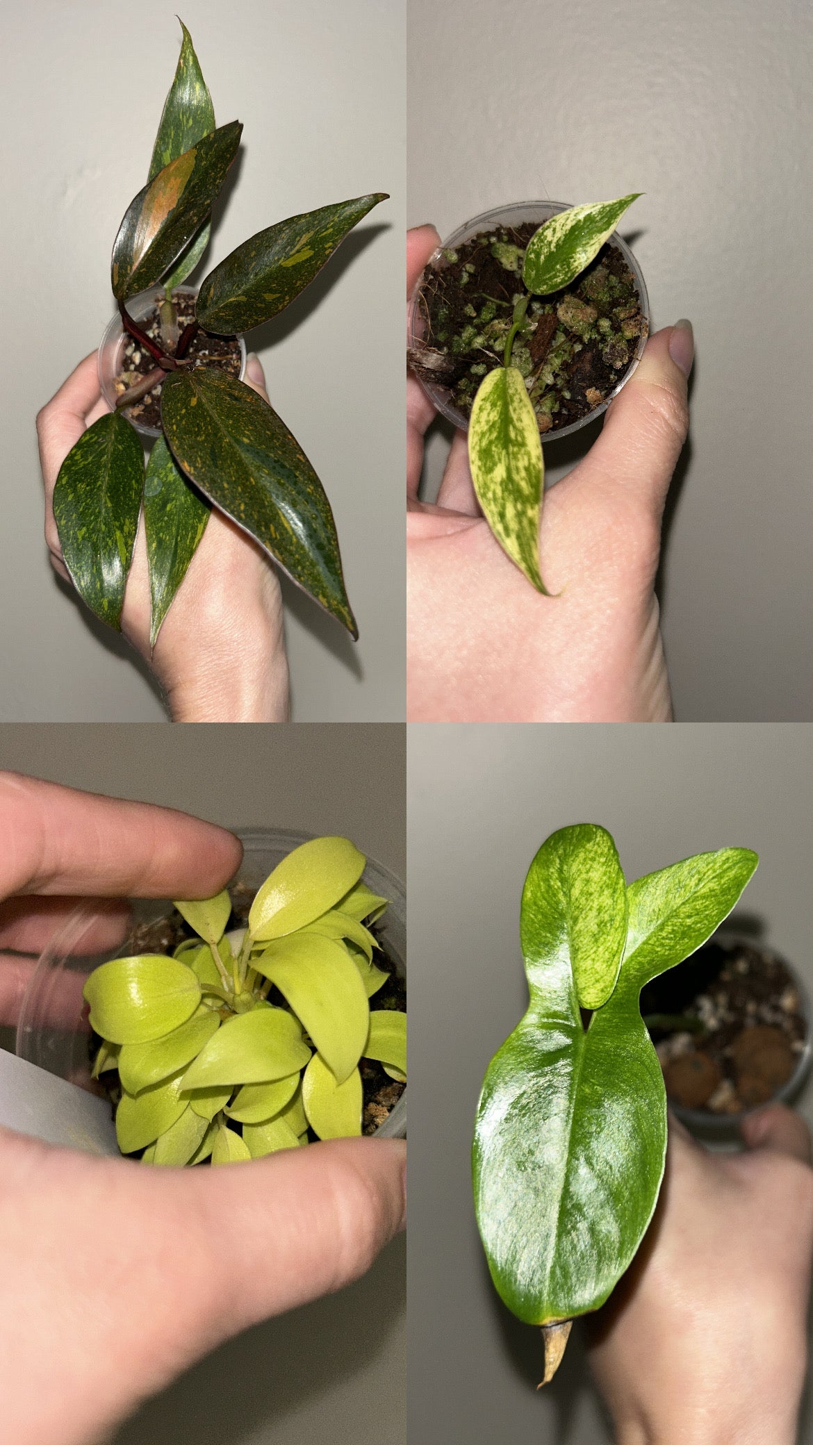 Philodendron Mystery Bundle Deals