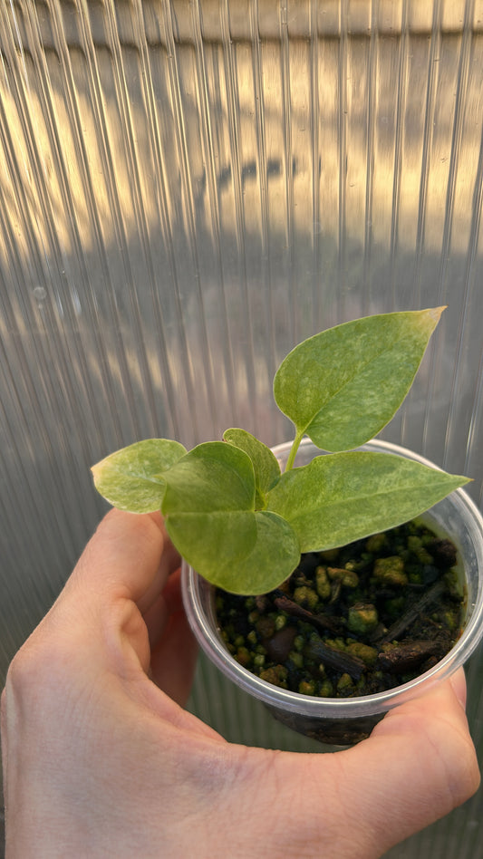 Anthurium Variegated Renaissance Rooted Plant