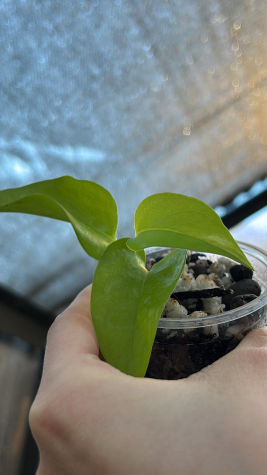 Epipremnum Neon Pothos “Growers Choice” Rooted Plant