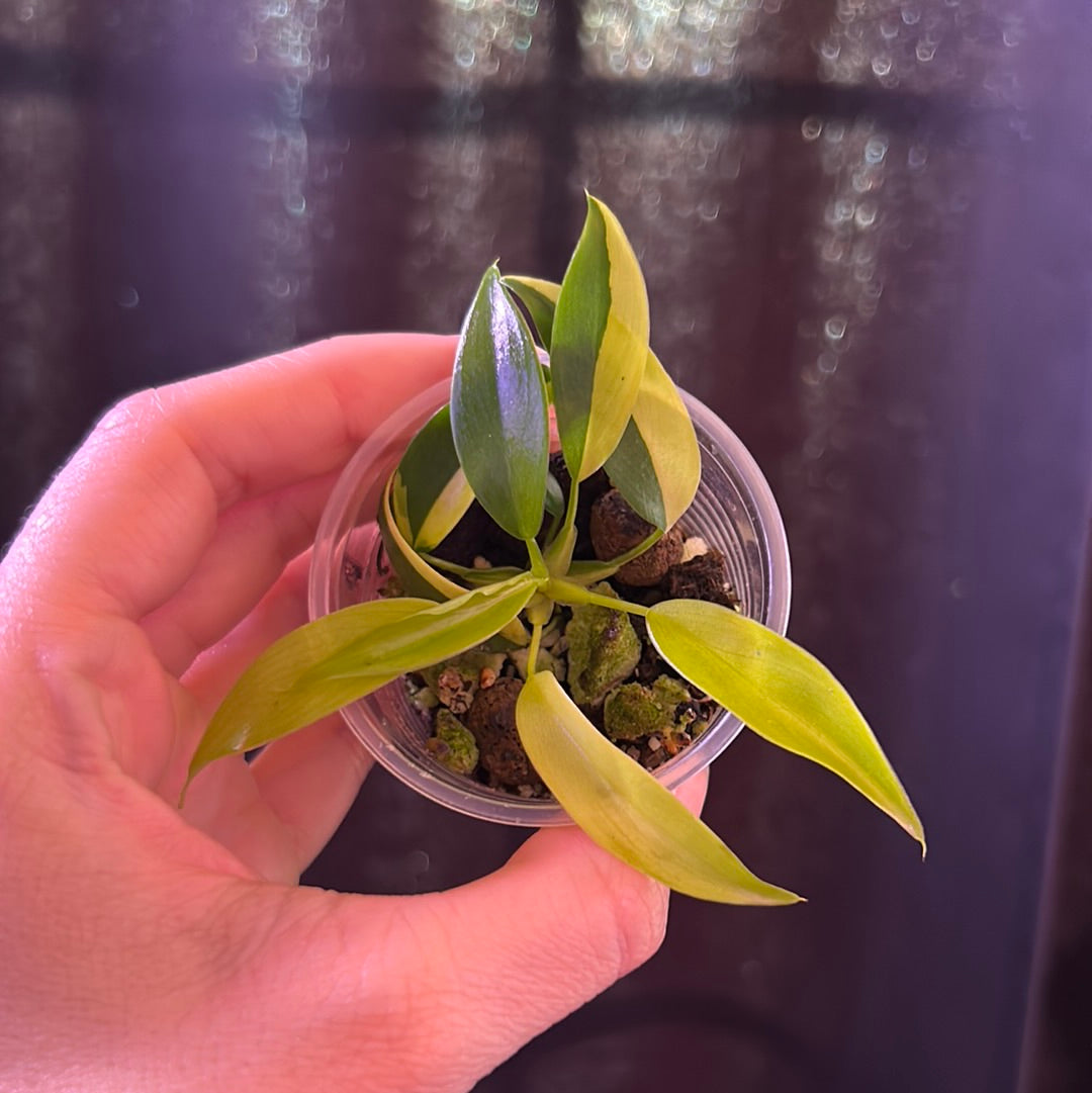 Philodendron Variegated Domesticum TC Rooted