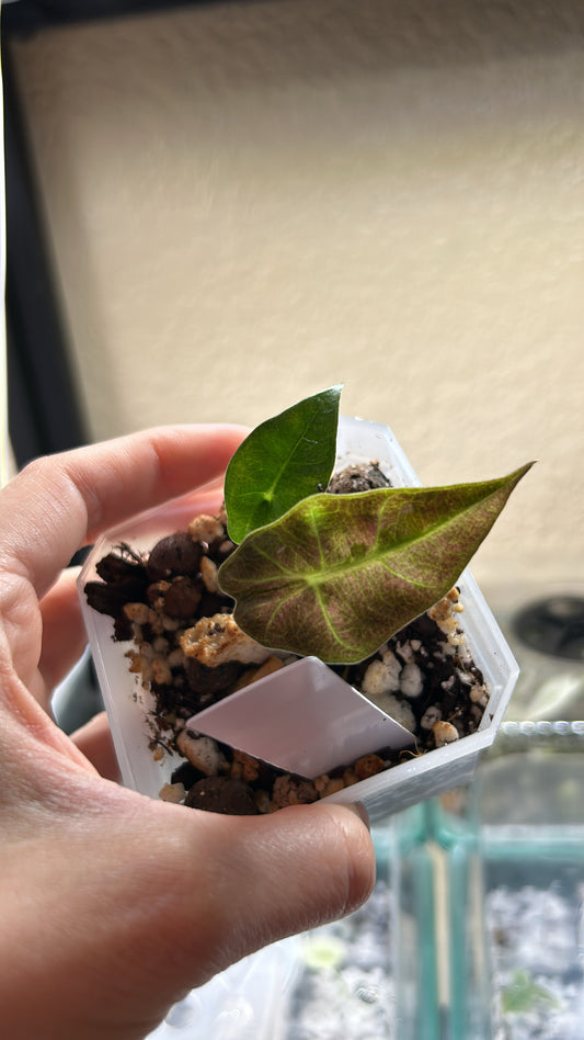 Alocasia Variegated Pink Sanderiana Bull Mint Rooted Plant #2