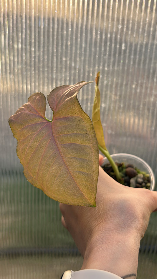 Pink Syngonium Rooted Plant