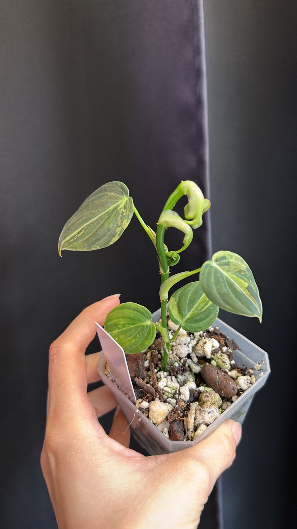 Philodendron Variegated Melanochrysum Rooted Plant