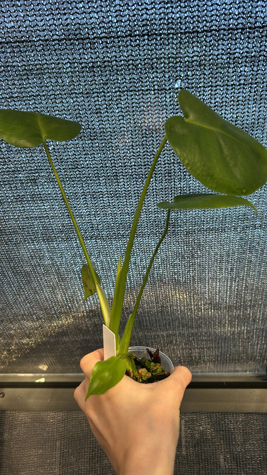 Monstera Deliciosa Rooted Plant