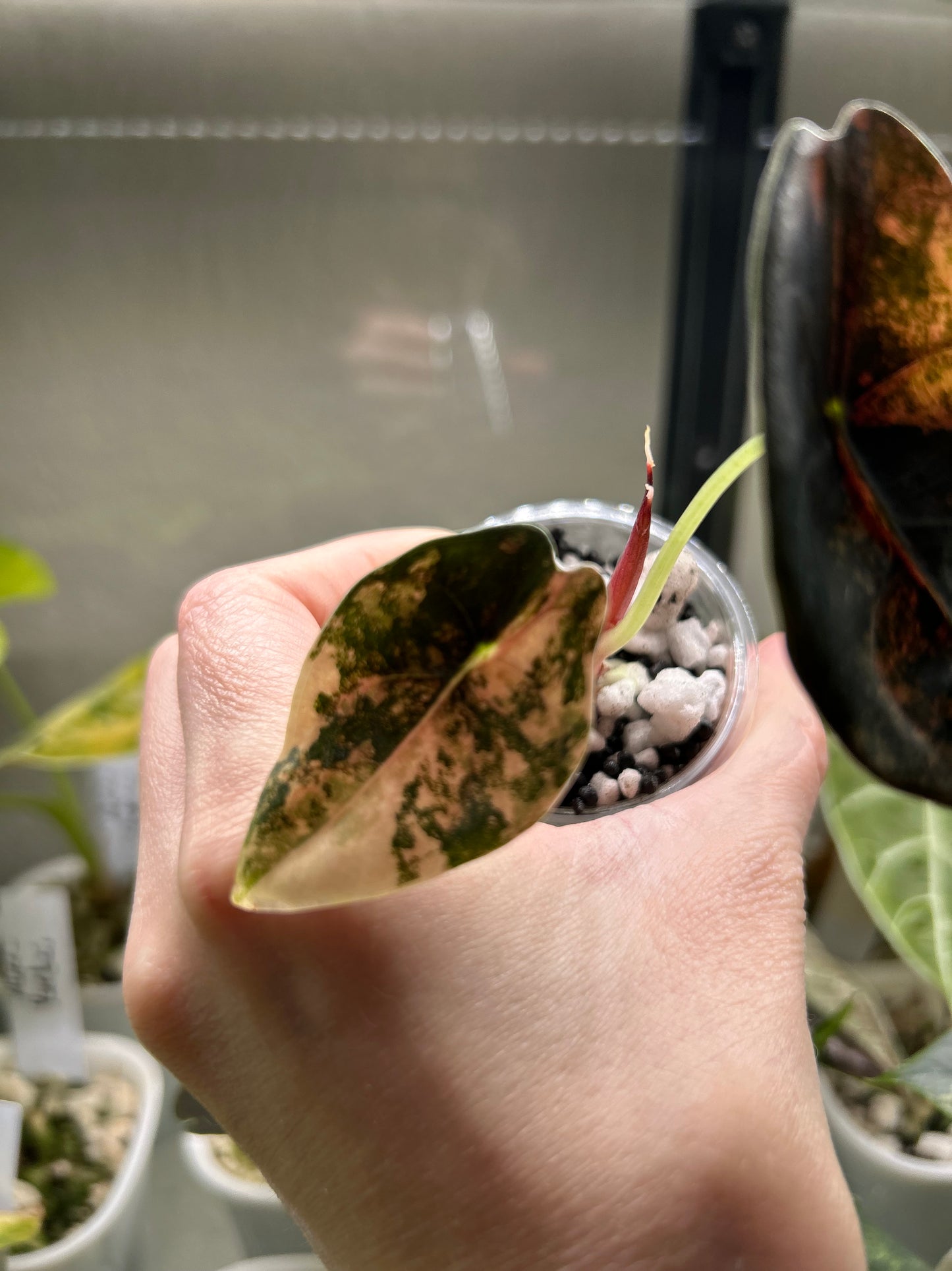 Custom Listing - Emily Gerson