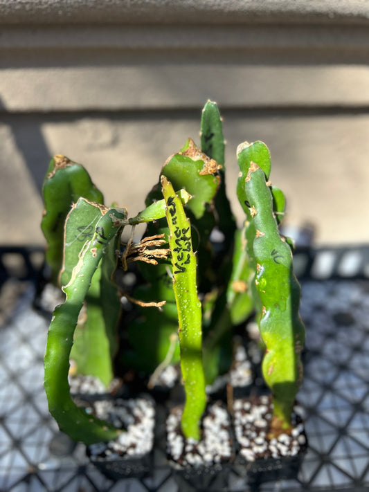 Custom Listing - Dragon Fruit