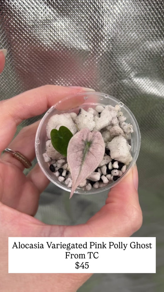 Custom Listing - Lacy McGehee