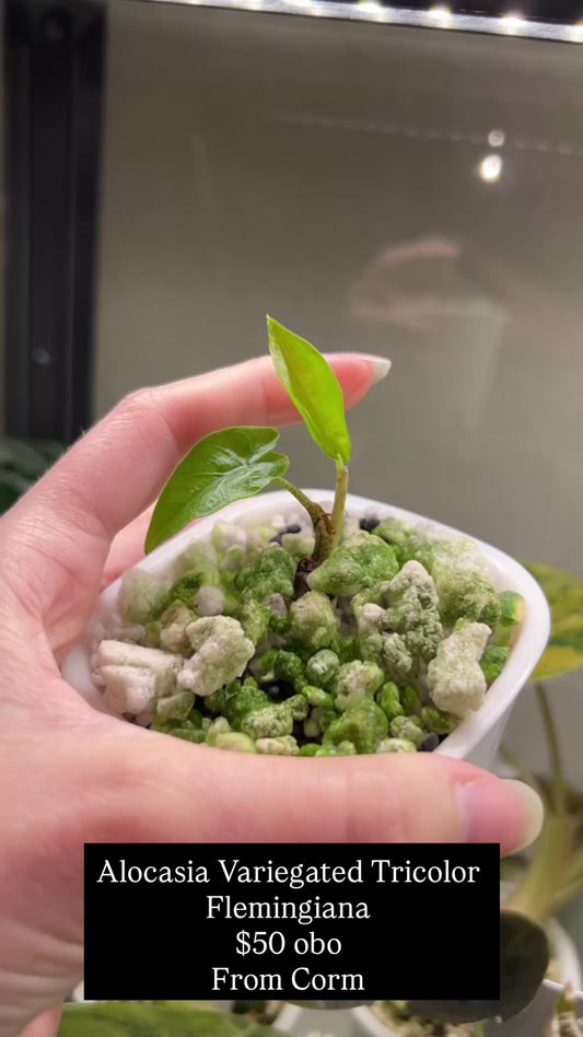 Custom Listing - Tara Palmer