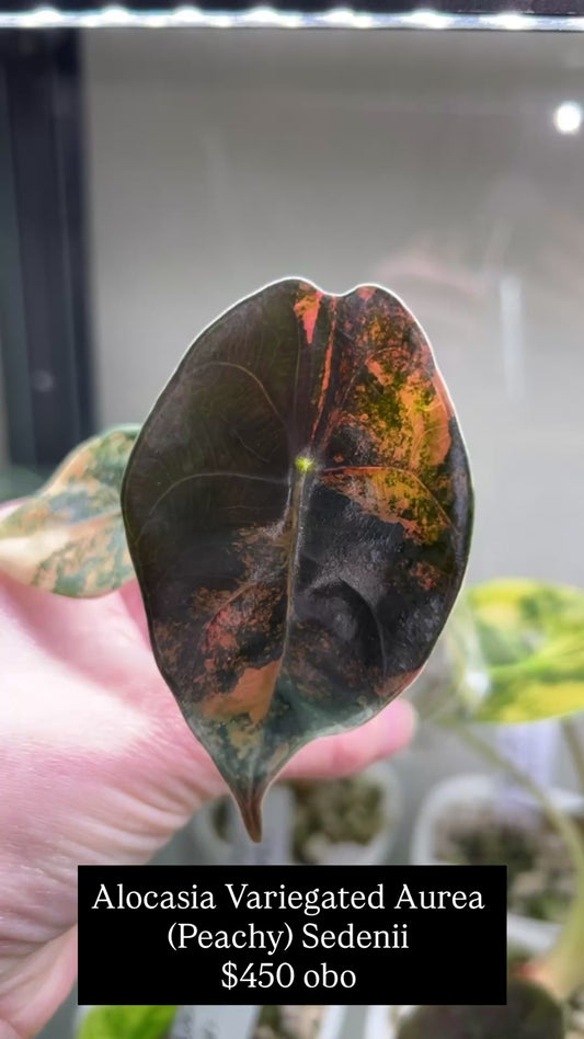 Custom Listing - Emily Gerson